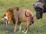 Intense Showdown: Buffalo Takes on Lion Pride in a JawDropping Battle of Stren