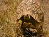 NailBiting Moments: Giant Impalas DeathDefying Dash Away from Cheetah Ambush