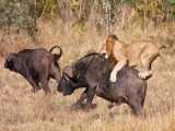Extremely Rare Footage: Male Lions Unbelievable Buffalo Hunt