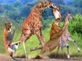 Unbelievable Footage: Brave Mother Giraffe Defends Her Baby Against Ferocious