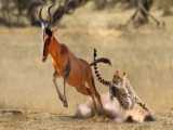 Insane Antelope Breaks the Laws of Physics: Unbelievable Escape from Cheetah A