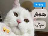 اولین ویدیو.  چنتا نکته درباره ی گربه ها