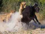 Lion vs Buffalo | Lion Hunting a Buffalo