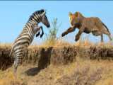 Lions attack and kill zebra | Lions Fierce Hunt for Zebras Caught on Camera