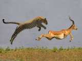 Insane Leopard Ambush! Impala Herd SHOCKED as Nature Unleashes BRUTAL Attack