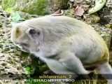 مندریل عجیب ترین میمون جهان |