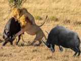 RARE SIGHTING! Buffalo Herd Stages Daring Rescue for IMPALA... But Is It Too L