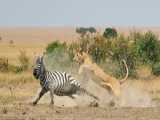 Incredible Lion Hunts Zebra in ActionPacked Chase