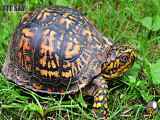 هرگز لاک پشت را در خانه نگه ندارید!! | روز جهانی لاکپشت