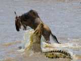Terrifying Crocodile Ambush: Wildebeest River Crossing Turned Nightmare