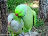 بازی پرنده طوطی های سخنگو - حیوانات زیبا