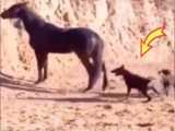 فیلم حیوانات وحشی - حملات اسب درمقابل سگ - سگ احمق لگد دردناکی از اسب دریافت کرد