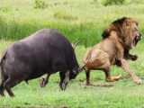 INSANE Lion Ambush Backfires! Buffalo UNLEASHES REVENGE  Obliterates Lion  UN