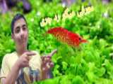 معرفی عسسسسسسسسسل!!!