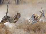 Extreme Cheetah Chase: LifeandDeath Hunt for Speed as Impala Fights to Survive!