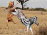 Shocking Encounter With a Zebra: Lion Pride Stalks in Silence  Than Strikes Wi