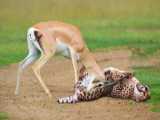 Shocking Encounter: Giant Gazelle Defends Itself with Deadly Horns Against Fer
