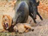 EPIC Showdown: Warthogs Last Stand Against Ferocious Lion Attack!