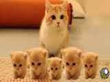 بازی گربه مادر با ۵ بچه گربه