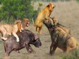 Terrifying Showdown: Buffalo Herds Desperate Battle Against Lion Ambush to Sav