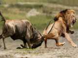 Insane Showdown: Starving Lion vs. Fierce Wildebeest  Who Survives the Ultimat