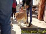 سگ با بفاست