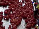 ویدیو مراحل تولید رب گوجه فرنگی