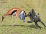 Battle between Wild Dogs  Hyenas  Hippos  2 Impalas