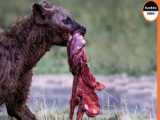 Half an Impala Tries Escaping Hyena