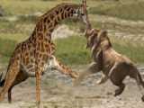 INSANE ENCOUNTER: Ferocious Lion Gang Launches a Daring Giraffe Takedown Missi