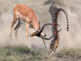 LifeandDeath Showdown: Cheetah Ambushes Impala Herd! HighStakes Chase and Brut