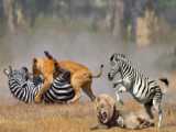 The Brutal Reality of Lion Hunting: Zebras Last Stand!