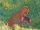 Leopard Gets HeadButted by Baby Buck Trying to Fight Back