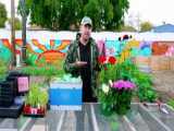 آموزش جدید کاشت گلدان در حیاط خانه