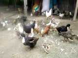 تغذیه مرغ و خروس محلی مازندرانی با باقیمانده برنج سفره