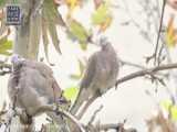 ویدیو پرنده روی شاخه درخت
