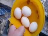 لذت جمع کردن تخم مرغ