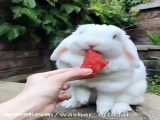 خرگوش خوشگل من:>