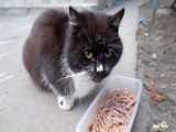 غذا دادن به گربه های گرسنه خیابانی