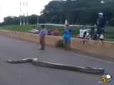 در برزیل مار بزرگ از خیابان رد می شود !