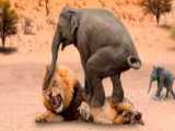 مستند جدید حیوانات :: حیات وحش :: حمله شیر به عقاب