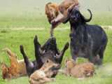 INCREDIBLE: Buffalo Herd UNITE to Save Teammate from Savage Lion Ambush!