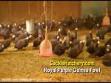 مزرعه پرورش مرغ بومی تخمگذار