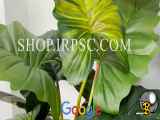 فروش درختچه مصنوعی آلوکازیا | فروشگاه ملی
