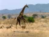 Deadly Lion Ambush: Massive Giraffe Cornered in HeartPounding Chase!  See Who