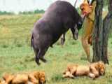 Mother Buffalos Unbelievable Rampage: Fierce Attack on Lion to Save Helpless B