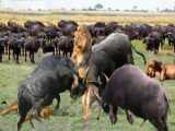 EPIC Showdown: 100 Buffaloes vs. Fierce Lion Squad  Insane Battle for Survival