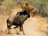 HeartStopping Cheetah Chase: Wildebeests Fight for Life