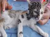 لحظه نجات دادن بچه گربه ها از مرگ حتمی - کمک انسان دوستانه
