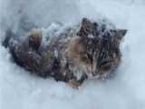 نجات دادن گربه تنها در برف و سرما